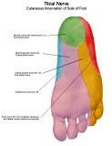 Anatomie: heup,bovenbeen,knie,onderbeen,enkel,voet,acetabulum,collum femoris,trachanter,femur,epicondyl,meniscus,kruisband,cruciate ligament,patella,knieschijf,tibia,fibula,malleolus,talus,calcaneus,tarsus,metatarsus,phalanx,falanx,quadriceps femoris,rectus femoris,sartorius,tensor fasciae latae,tractus iliotibialis,biceps femoris,gastrocnemius,semimembranosus,semitendinosus,soleus,suralis,vena saphena parva,vena saphena magna,sciatic,ischiadicus,peronea